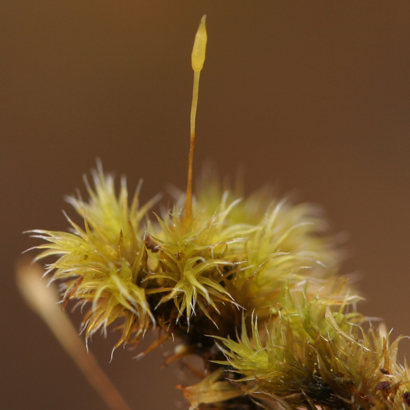 Racomitrium microcarpum